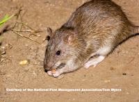 Norway Rat